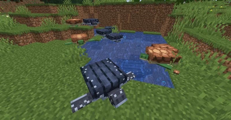 Different turtles in Minecraft PE (Bedrock)